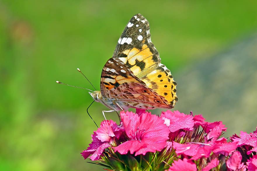 kupu-kupu, serangga, binatang, sayap, bunga anyelir, batu, alam, musim semi, makro, taman, merapatkan