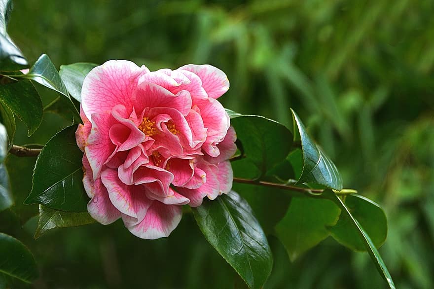 Camellia, blomstre, flor, Hikarugenji, Camellia blomst, lyserød, flora, Busk, tæt på