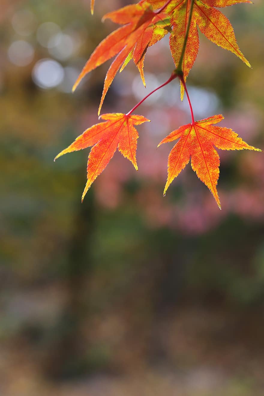 javor, listy, podzim, větev, strom, opadavý, Příroda