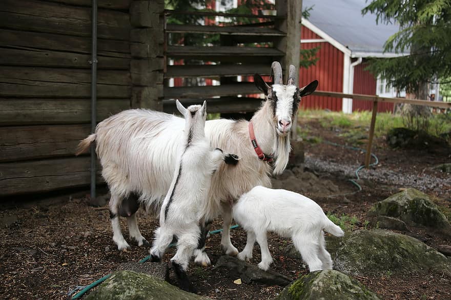 коза, култура, хлапе, възпитаване, рога, домашно животно, добитък