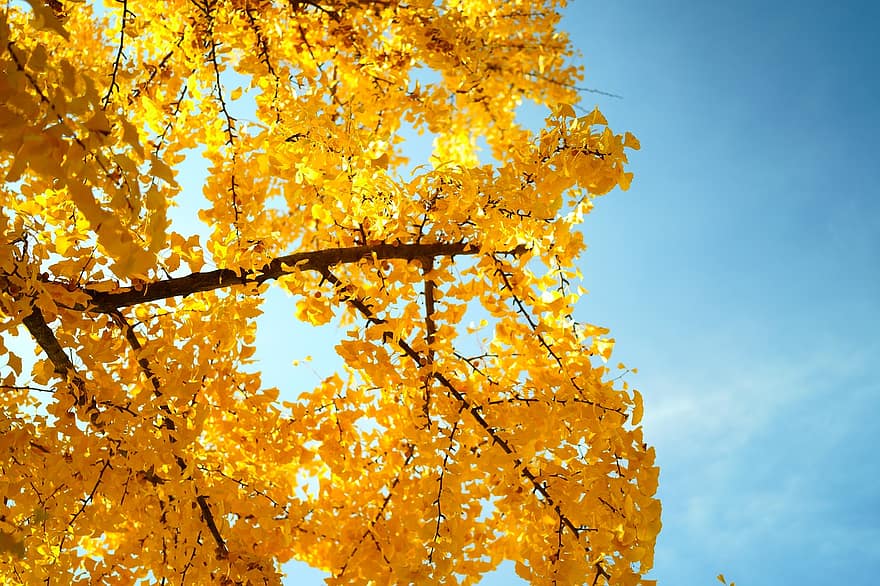 гінкго, небо, осінь, дерево, природи, падіння, сезон
