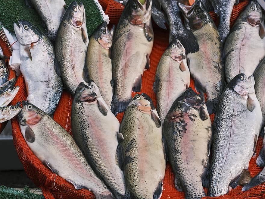 ikan salmon, ikan, pasar, makanan laut, makanan, mentah, segar, binatang, pasar basah, protein