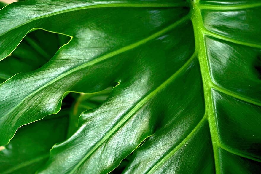Филодендрон, лист, зеленый, Волнистый лист