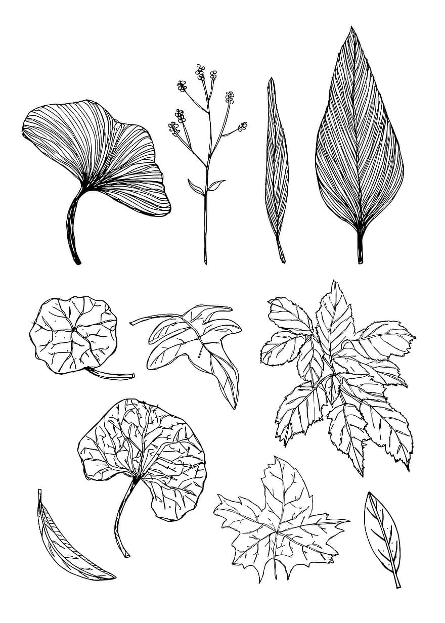 feuilles, autocollant, icône, ensemble, collection, élément, botanique, la nature, décoration, plante, symbole