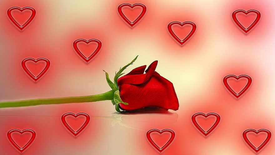 roos, hart-, liefde, Valentijnsdag, rood