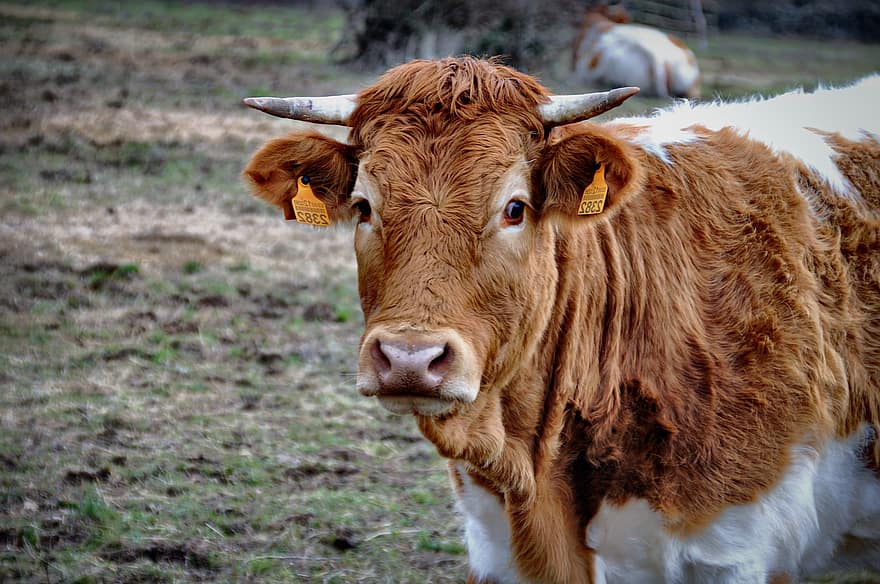 Cow, Cattle, Livestock, Farm, Animal, Nature, Mammal, Agriculture, Rural, Countryside, Beef