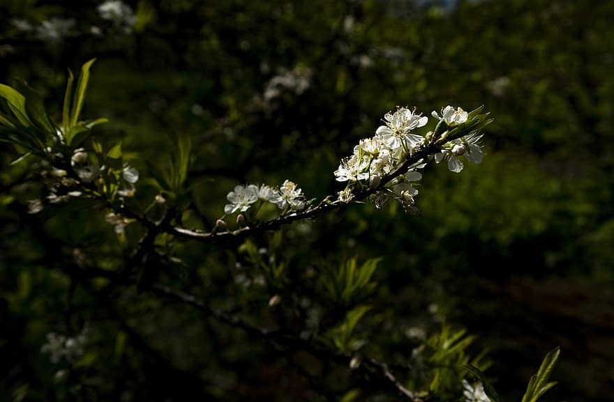 زهور ، ورود بيضاء ، طبيعة ، حديقة ، ليل ، قريب ، ورقة الشجر ، نبات ، فرع شجرة ، فصل الربيع ، زهرة
