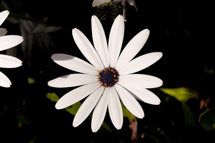Cape Marguerite, Blume, Pflanze, weiße Blume, Blütenblätter, blühen, Natur