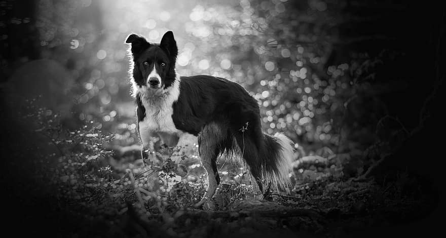 border collie, perro, raza canina, mascota, pelaje blanco y negro, canino, peludo, perro peludo, en blanco y negro, monocromo, retrato