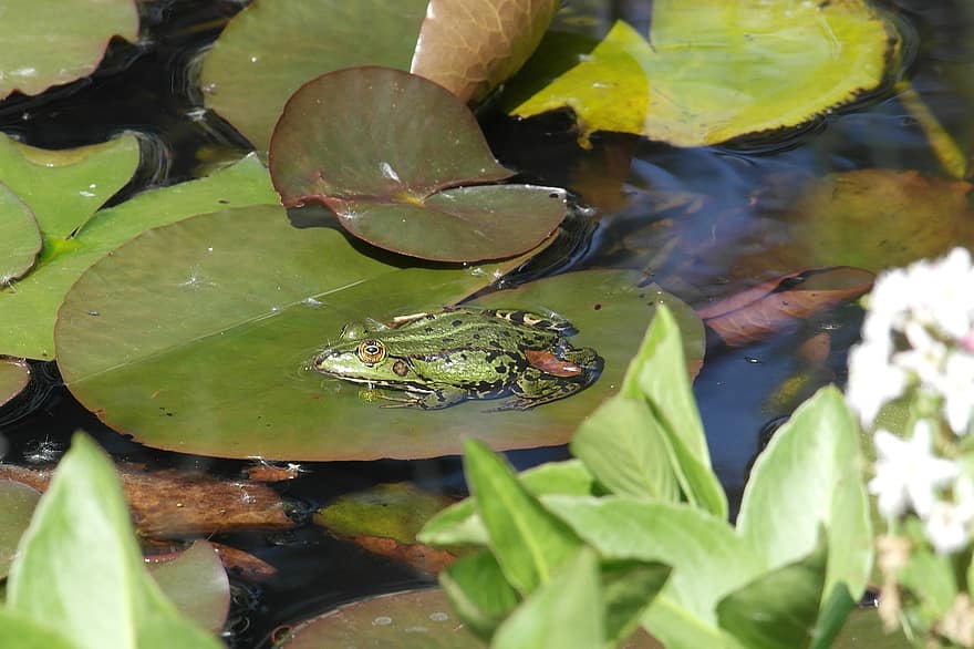 жаба, лилия подложка, езерце, хидроплан, природа, животно, фауна, листа, листо, зелен цвят, растение