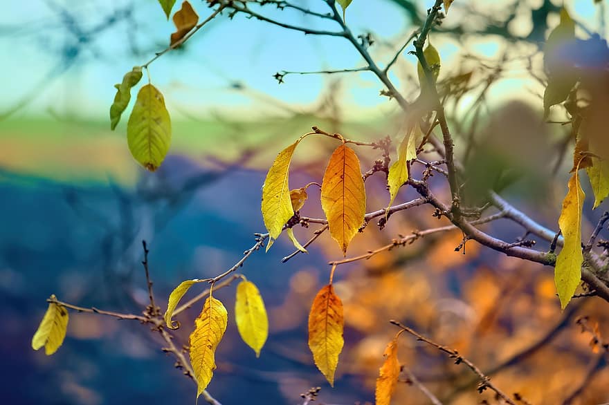 الخريف ، اوراق اشجار ، الفروع ، اوراق الخريف ، أوراق الخريف ، ألوان الخريف ، فصل الخريف ، سقوط ورق النبتة ، تقع الألوان