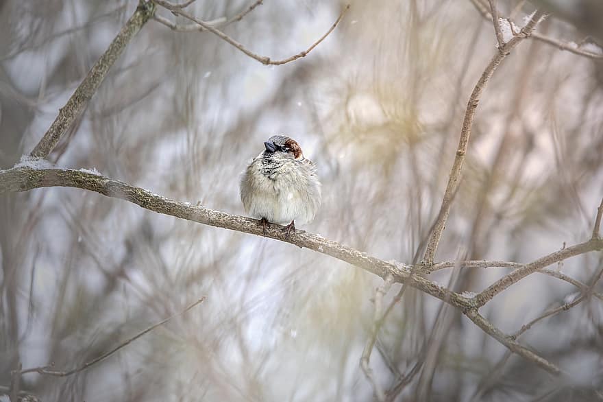 Sparrow, Bird, Perched, Animal, Feathers, Plumage, Beak, Bill, Bird Watching, Ornithology, Animal World