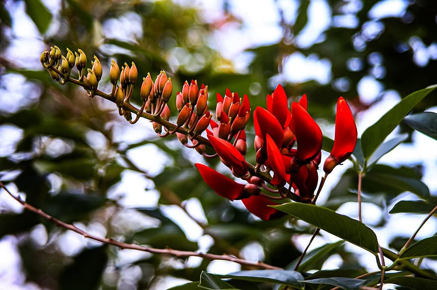 मुर्गापुर कोरल का पेड़, फूल, डाली, लाल फूल, फूल का खिलना, कलियों, पत्ते, पेड़, पौधा, प्रकृति, क्लोज़ अप