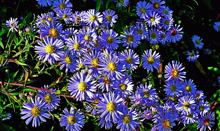 アスター、フラワーズ、庭園、花びら、紫色の花、紫色の花びら、咲く、花、フローラ、牧草地、植物