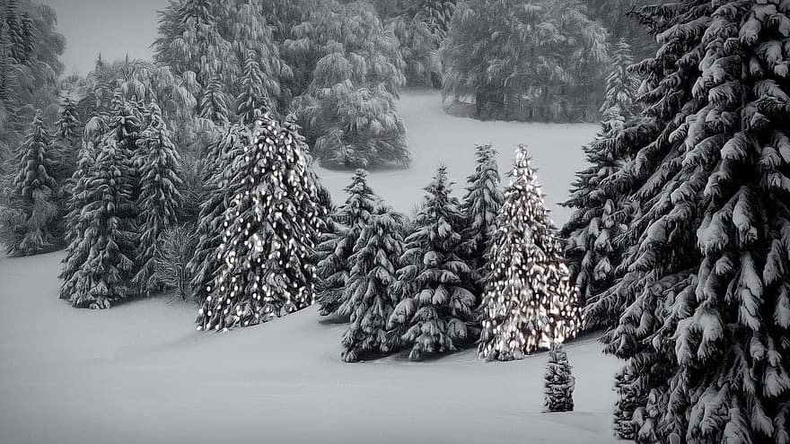 træer, natur, vinter, sne, udendørs, ødemark, skov, Skov, jul, træ, fyrretræ