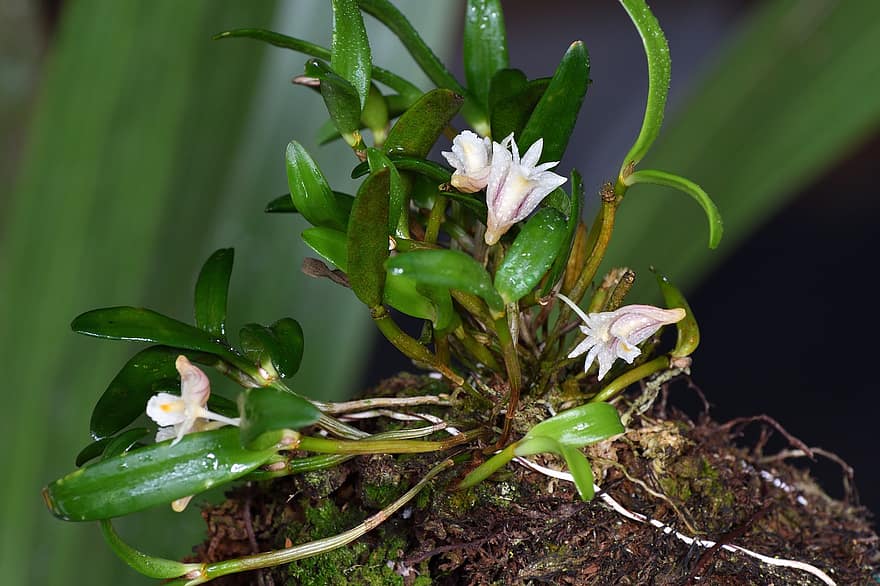 dendrobium, orchideje, květiny, botanika, flóra, kapky deště