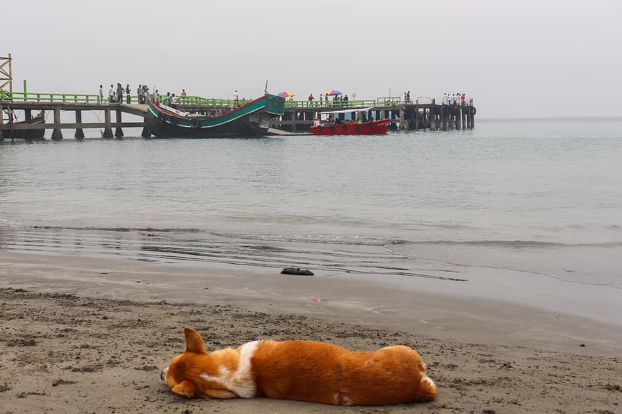 suns, pet, suņiem, dzīvnieku, guļ, pludmale, ārā, jūra, okeāns, kažokādas, snout