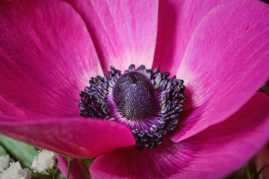 anemonă, floare, plantă, anemone de mac, petale, corolă, a inflori, macro, primăvară, a închide, petală