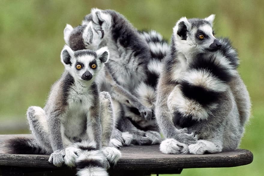 Lemuren, Primaten, Tiere, Säugetiere, Zoo, Zoologie, Biologie, zusammen, Familie, Tierwelt, Lemur