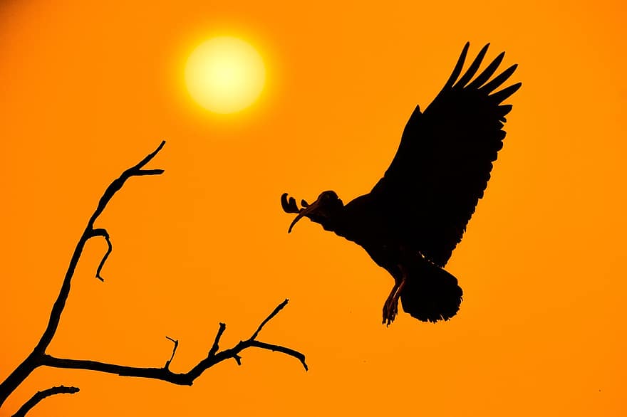fugl, flyvende fugl, solnedgang, Skov, natur, landskab, dyreliv, dyr, ornitologi