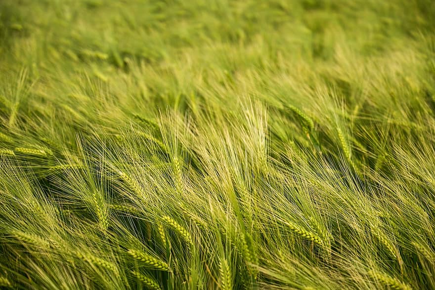 зърно, реколта, пшеница, жътва, храна, селско стопанство, растение, лято, растеж, фонове, ливада