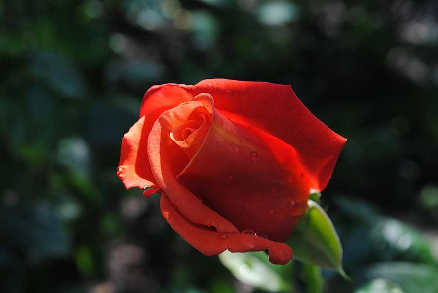Rose, fleur, plante, rose rouge, rosée, humide, des gouttes de rosée, fleur rouge, pétales, Floraison, la nature