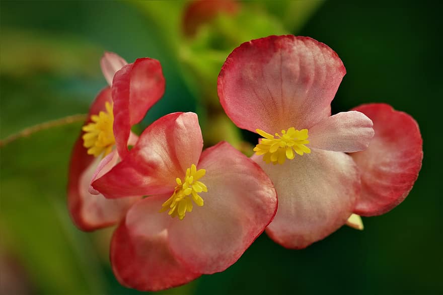 begonia, bunga-bunga, Begonia merah muda, kelopak, kelopak merah muda, mekar, berkembang, alam, flora