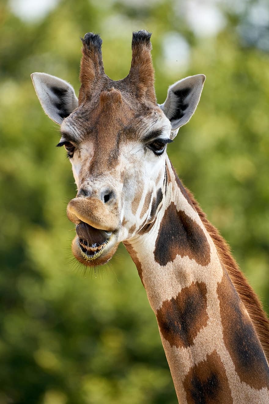 girafă, animal, grădină zoologică, mamifer, Safari, animal salbatic, animale sălbatice, erbivor, faună, pustie, natură
