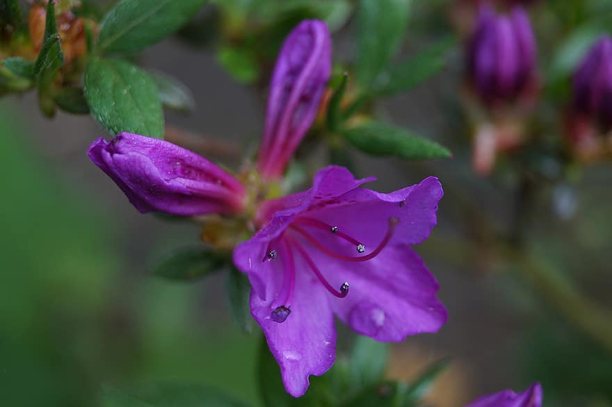 Rhododendron, floare, plantă, Rododendron dens, violet rododendron, petale, a inflori, grădină, floră, natură, a închide