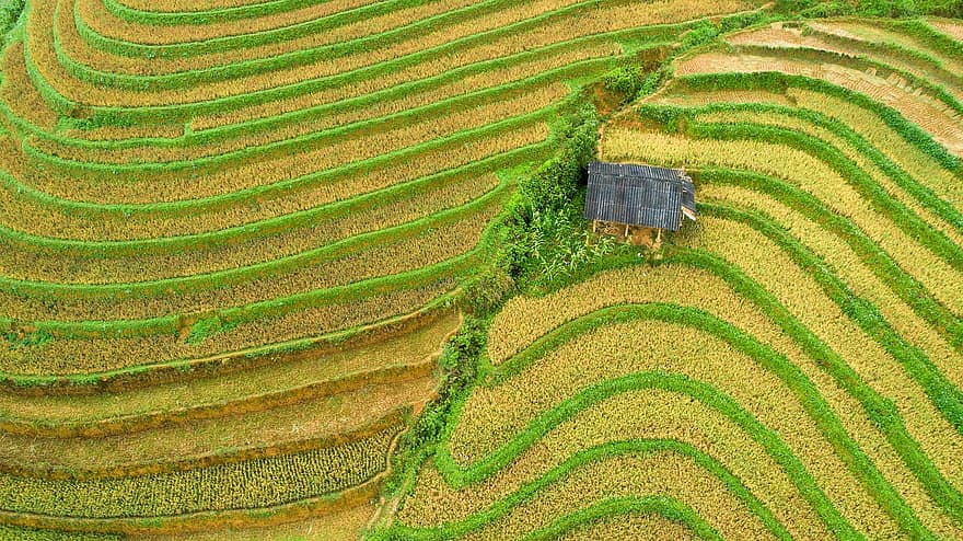 terraços, Fazenda, panorama, arroz, arrozal, cabana, agricultura, campo, plantação, terra, verde