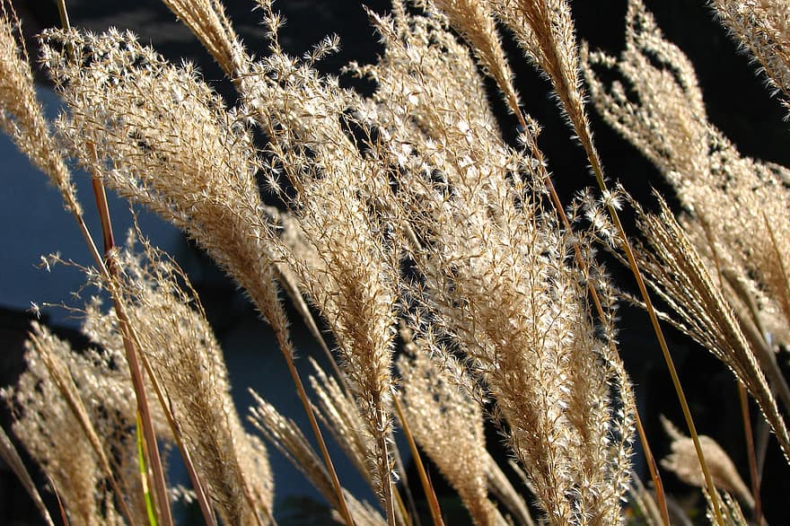 Пшеница трава. Композиция трава пшеничный. Sumac Wheat grass UHD. Пшеничная трава