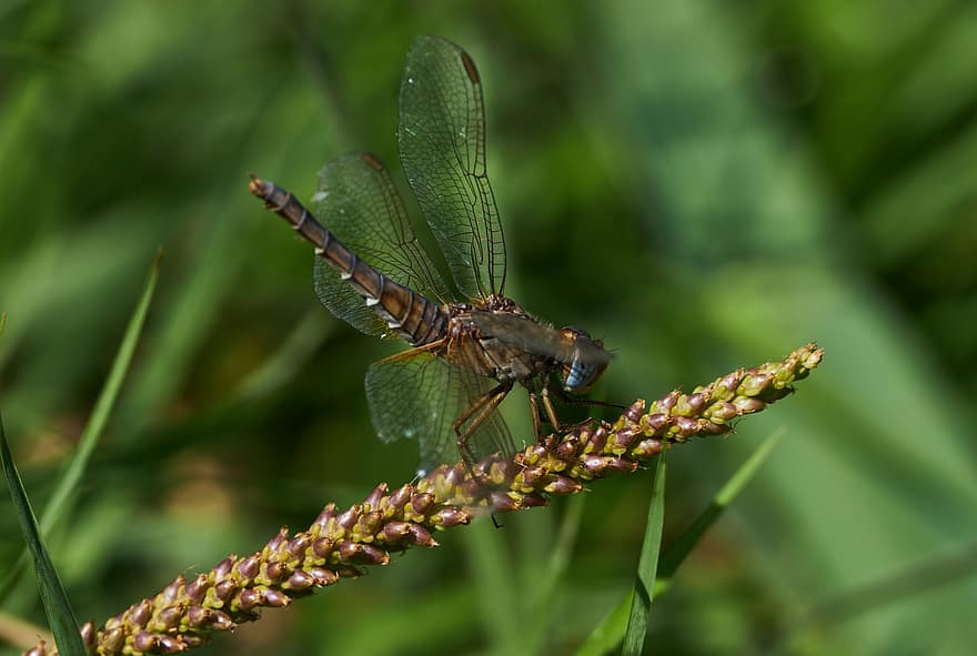 Dragonfly, Insect, Macro, Entomology, Nature