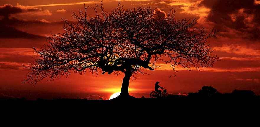 saulrieta, koks, ainavu, debesis, mierīga, vakarā, krēslas