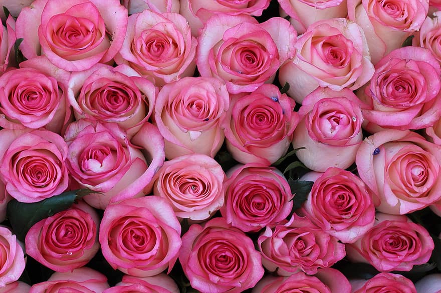 rožinės rožės, gėlės, rožės, rožinės gėlės, rožė, žiedlapių, rožių žiedlapiai, žydi, žiedas