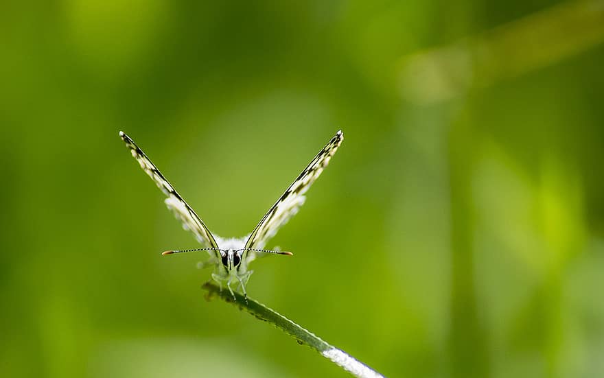 Pierrot obecný, motýl, hmyz, rostlina, větvička, křídla, volně žijících živočichů, zvíře, zahrada, Příroda