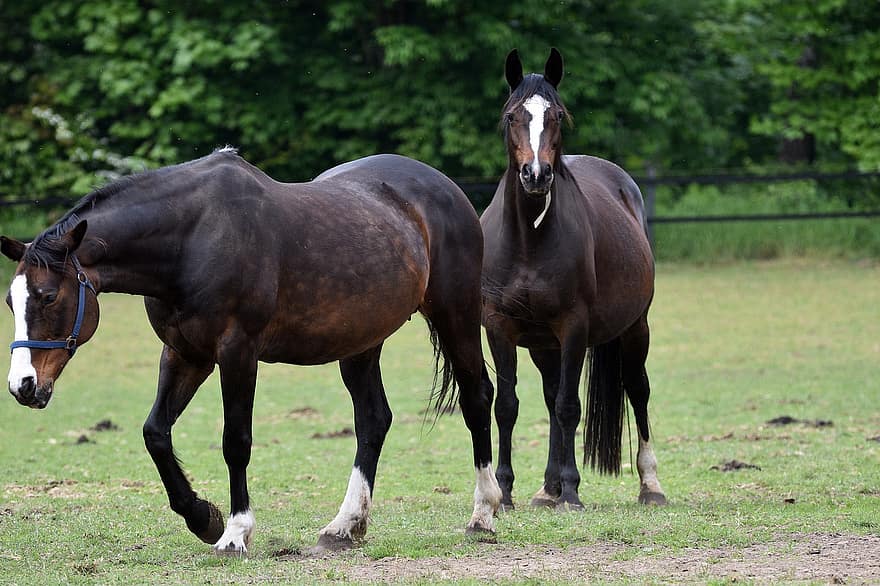 ngựa, động vật, động vật có vú, Thiên nhiên, Ngựa đen, bờm, đuôi, móng guốc, rừng, con ngựa, nông trại