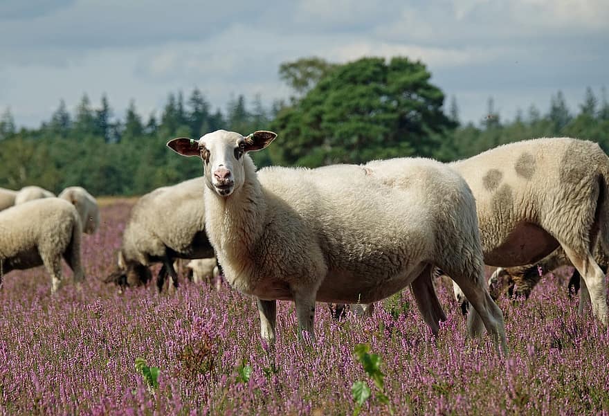 ヘザーメドウ、羊、家畜、ヘザー花、動物たち、自然、牧草地、ファーム、田園風景、農業、草