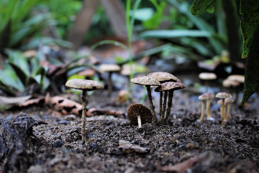 гриби, поганка, природи, ліс, ґрунт, грибки