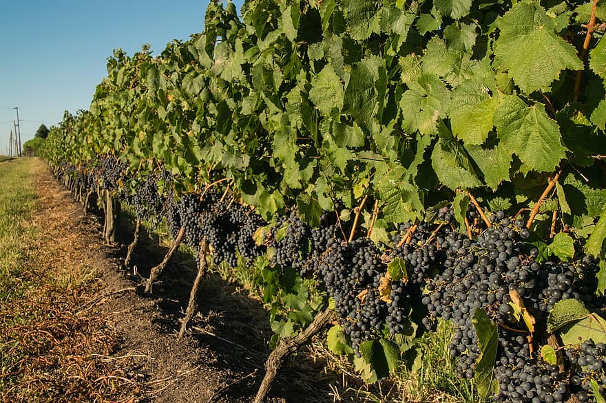Grapes, Grapevines, Vineyard, Agriculture, Countryside, Farm, Nature, Plantation