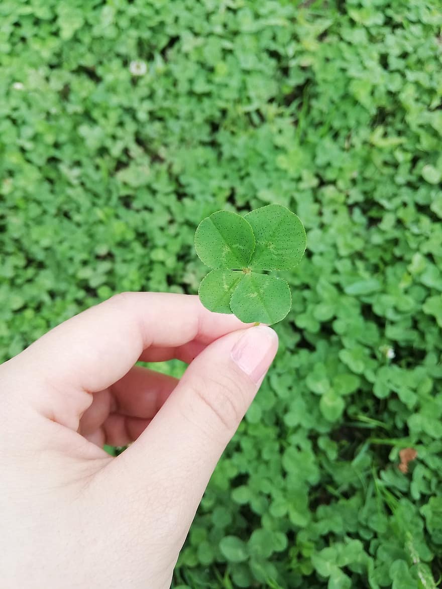 Clover, Four-leaves Clover, Fortune, Green, Leaves, Foliage, Bush, Ground
