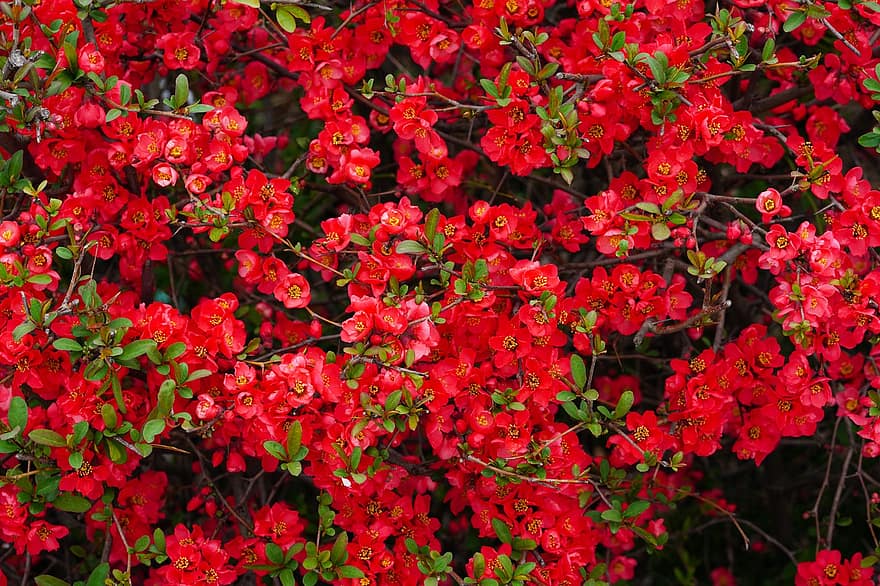 flors, Flor de Myeongja, flors de primavera, macro, República de Corea, primavera, flor vermella, florir, full, planta, flor