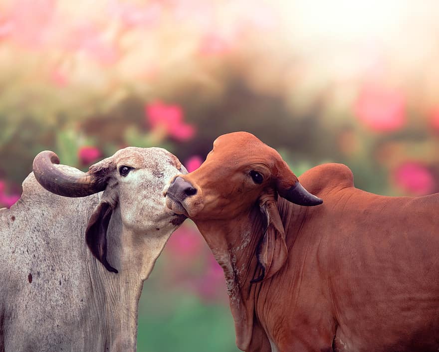 vaci, bovine, cuplu, dragoste, legătură, magic, Bos Indicus, junglă, animal, sălbatic, pădure