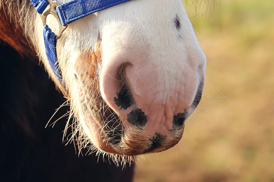 con ngựa, động vật có vú, thú vật, loài, động vật, lỗ mũi, mõm ngựa, dây, mũi ngựa