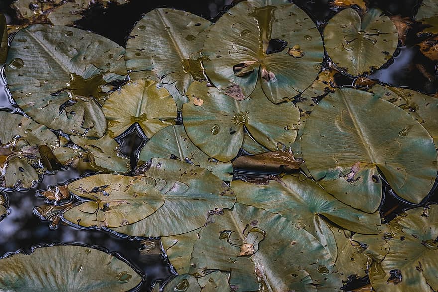 Water Lilies, Lily Pads, Pond, Aquatic Plants, Water, Nature, Pond Plant, Leaves, Plants