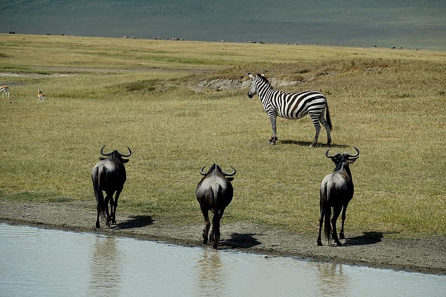 zebra, ñus, animals, mamífer, safari, vida salvatge, naturalesa, salvatge, riu, pastures