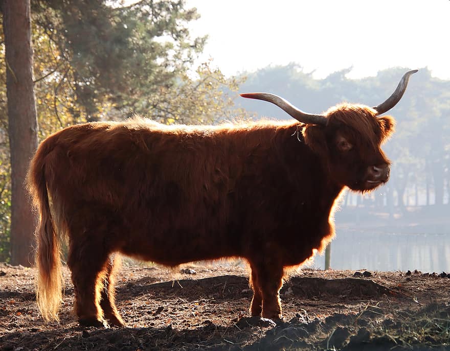 skotsk highlander, ko, kvæg, husdyr, horn, gård, dyr, natur, pattedyr, landbrug, landdistrikterne