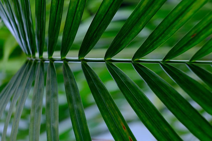 Palmiye yaprağı, Desen, doğa