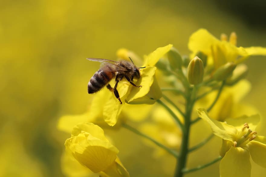 मधुमक्खी, कीट, सेचन, परागन, फूल, पंखों वाले कीड़े, पंख, प्रकृति, कलापक्ष, कीटविज्ञान, पीला