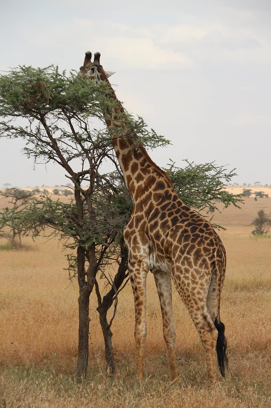 giraf, Afrika, safari, SA, dyr, hals, pattedyr, natur, afrikansk, dyreliv, vild