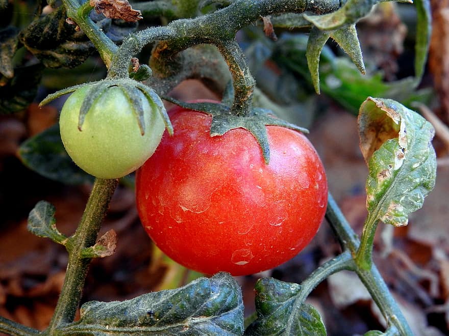 Fruta, tomate, orgánico, cosecha, agricultura, granja, sano, ingrediente, macro, naturaleza